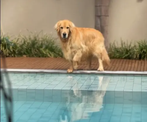 Golden retriever em pé na borda de uma piscina observando a água.
