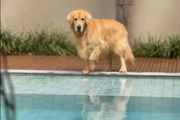 Golden retriever em pé na borda de uma piscina observando a água.